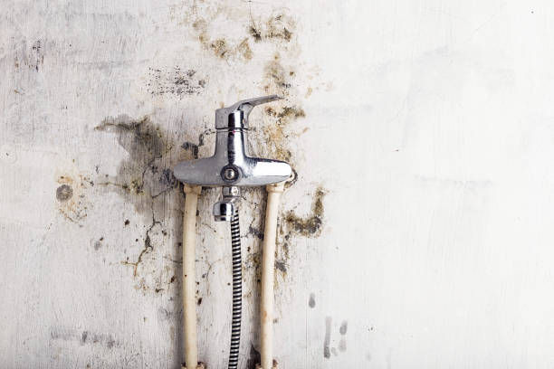 Best Best Mold Removal Companies  in Colona, IL
