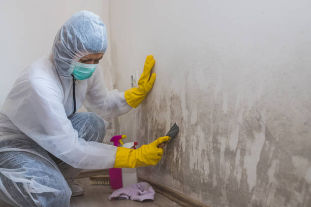 Mold Testing and Removal in Colona, IL