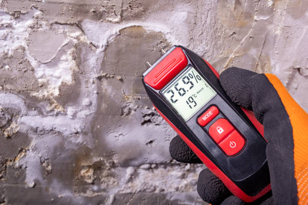 Professional Mold Removal in Colona, IL